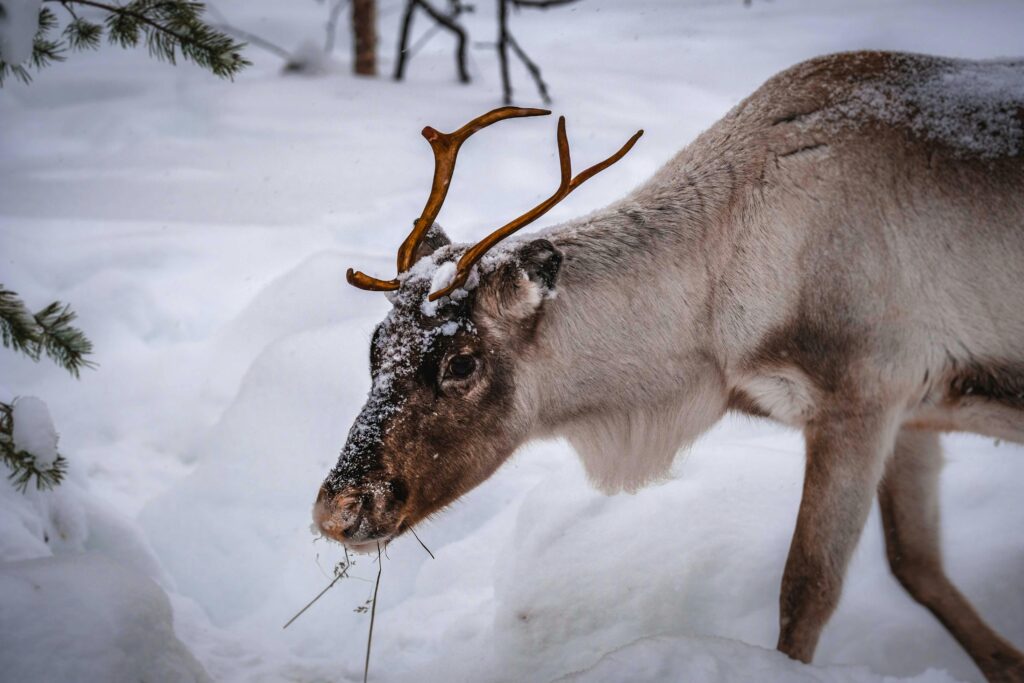 Which thing is famous in Finland?