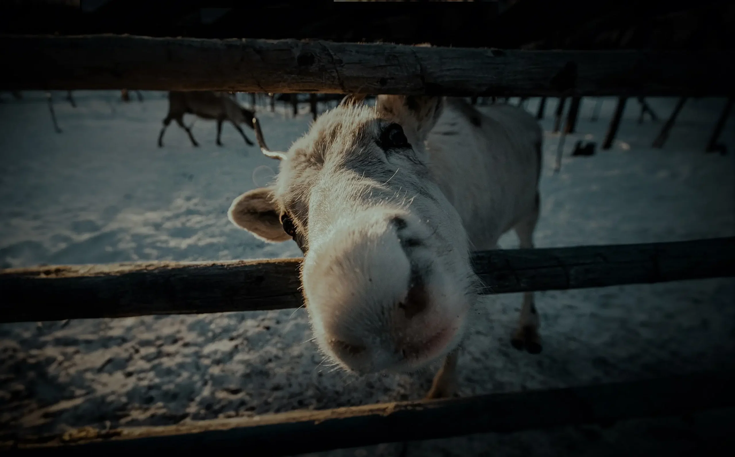 lapland holiday package