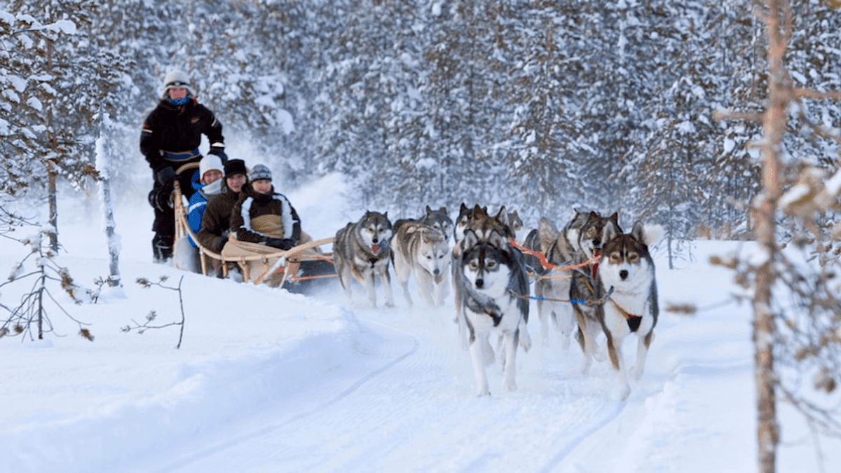 Embark on a Husky Safari in Lapland’s Winter 