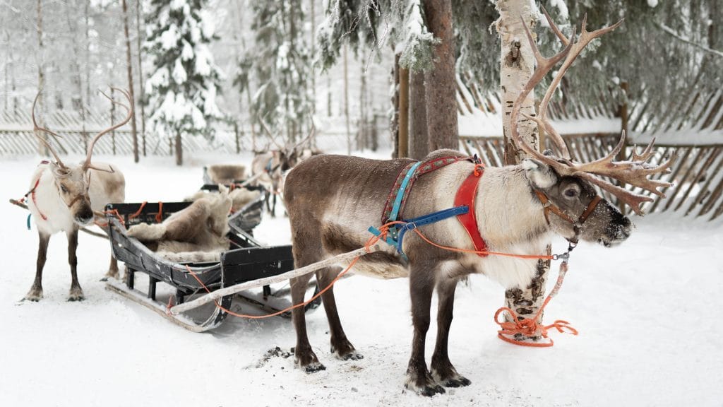 Winter activities: husky safaris and reindeer rides 